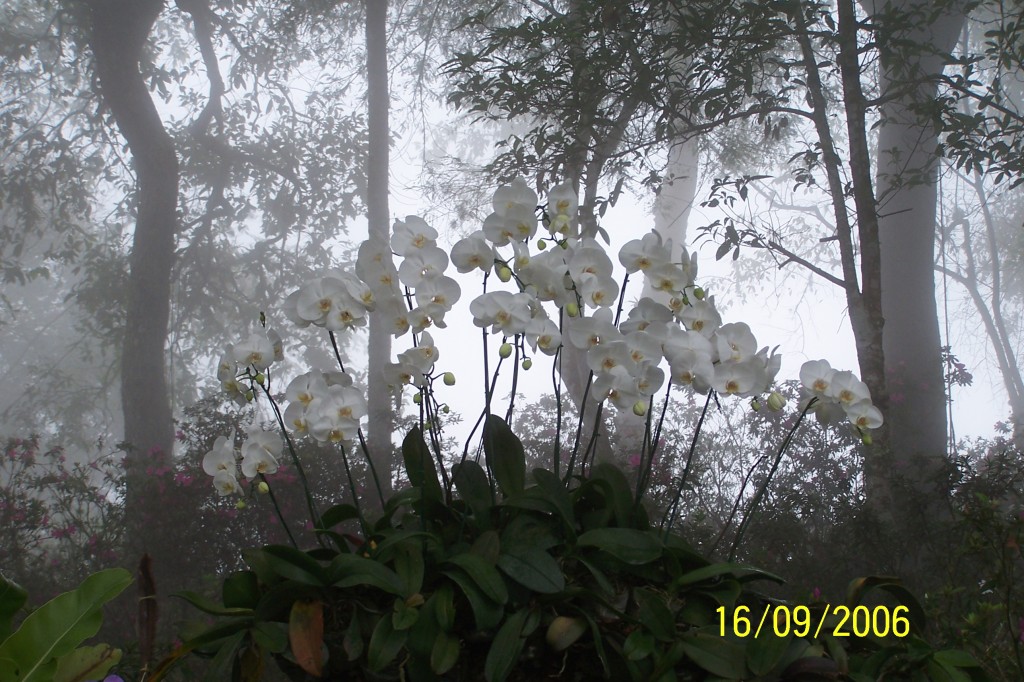 Białe storczyki we mgle