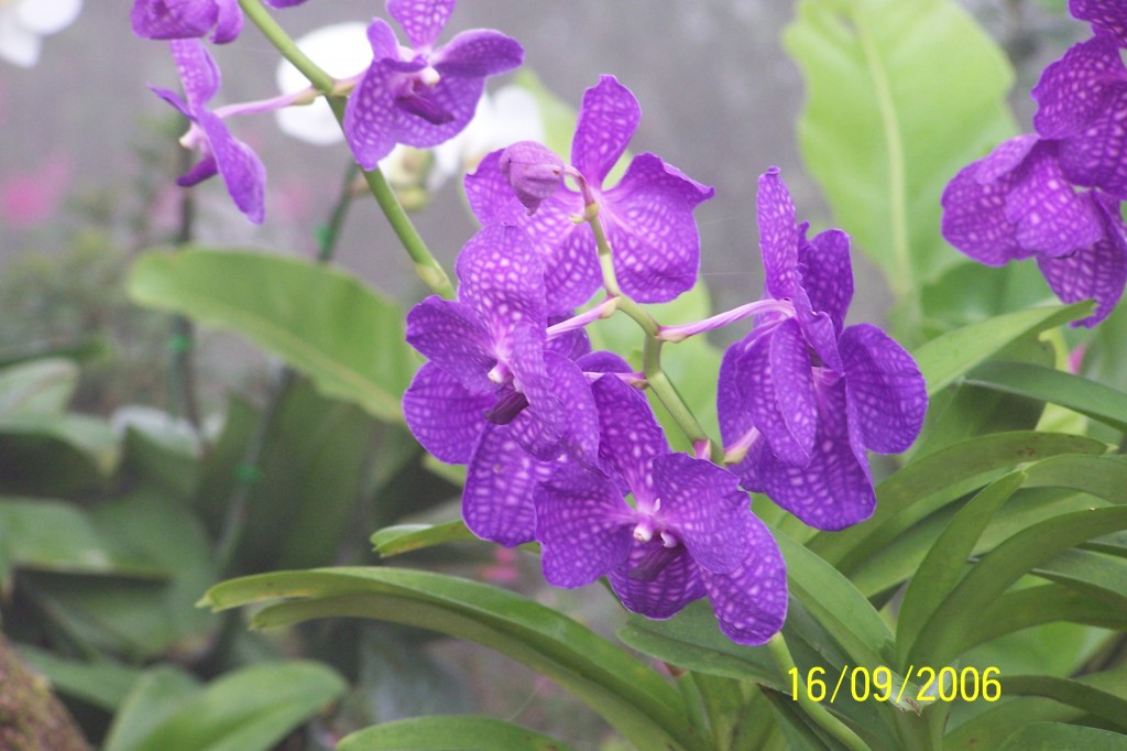 Thailand, blue orchids again.